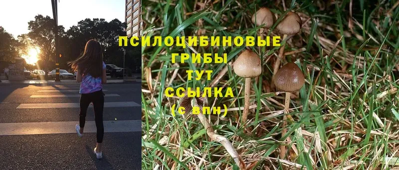 Галлюциногенные грибы Psilocybine cubensis  Донской 